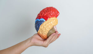woman holding human brain model